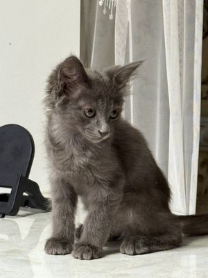 Котик британский