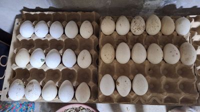 Kurkani tuxum bor