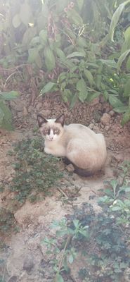 Mushik sotiladi kelishtirib beramiza