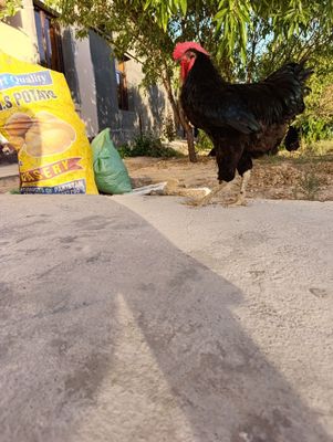 Qora shagzoda sotladi 1+4