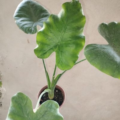 Alokazia