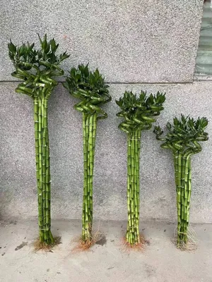 Бамбук в наличии