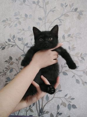 шотландский прямоухи