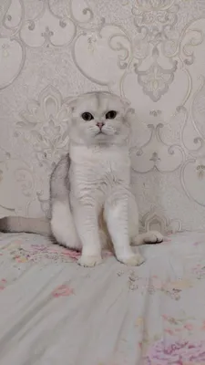 zotli toza mushuklar oladiganlar telogramga yozila