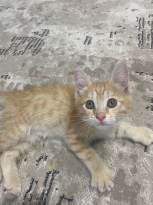 Отдам даром котенка
