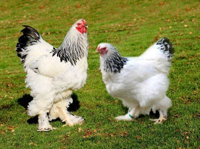Brama tovuklar bor