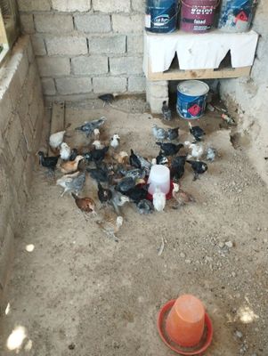 Продам домашних цыплят