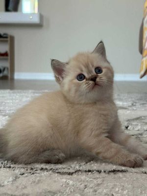 British shorthair mushukcha sotiladi