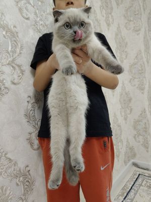 Кошка Котёнок Mushuk Mushukcha Skottish Fold Скоттиш фолд