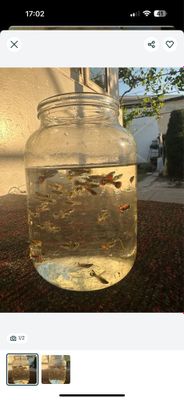 Gupi Гупи baliq akvarium