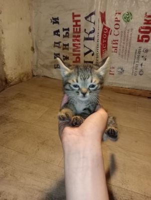 Mushukcha erkak kichik mustaqil ovqat yeydi bolalaringizga zur sovg'a