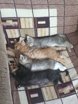 Отдам даром в хорошие руки