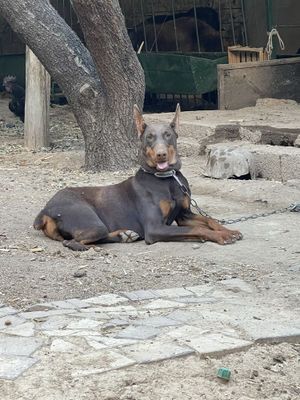 Doberman kuchuk sotiladi
