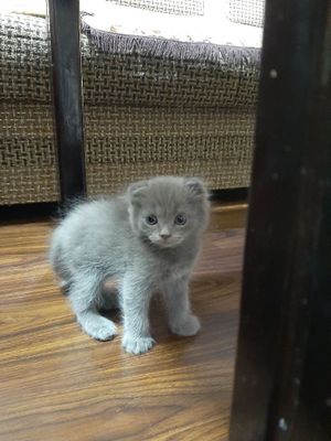 Скоттиш Котята мушуклар сотилади