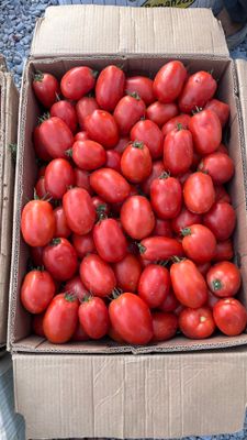 Pomidorlar