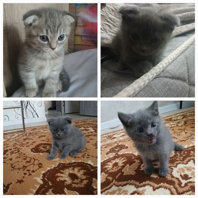 Продаются котята срочно можно и оптом