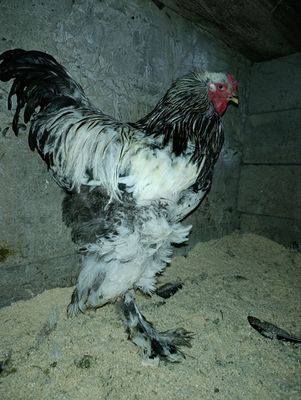 Brama toza qon 1 ta xoroz 2 ta tovuki