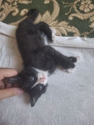 4 котята милые, добрые
