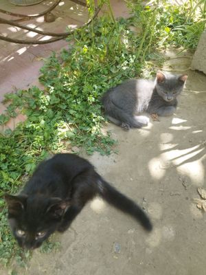 Котята мальчик серенький девочка чёрненькая к лотку приучены