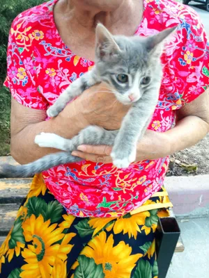 Котенок в добрые руки