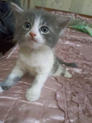 Котята в хорошие руки