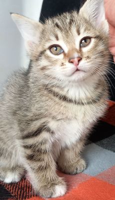 Котята 1.5 месяца