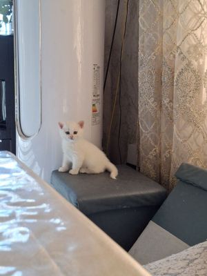 Zotdor mushukchalar sotiladi onasi va otasi xam toza qonli