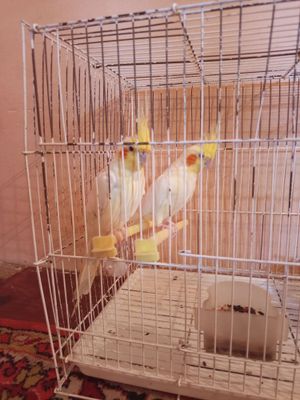 karella qushi sotiladi