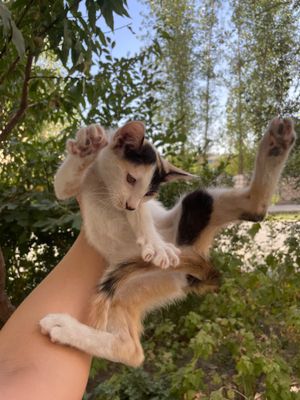 Мушук болалари ( котята )