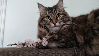 Отдам в хорошие руки. Норвежская лесная кошка