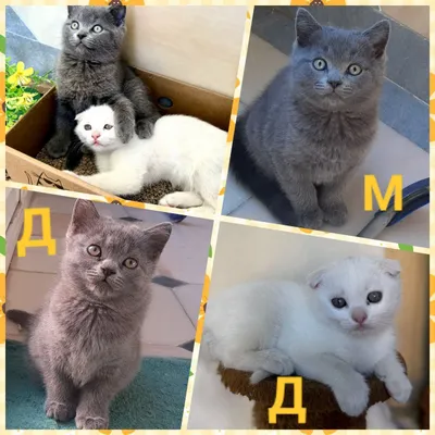 Продажа Котят