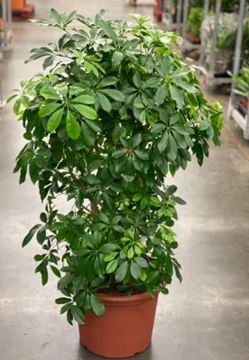 Продаётся цветок Шеффлера