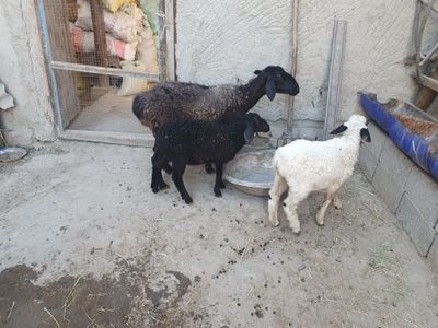 Egiz tuqqan qo'y sotiladi Shofirkonda
