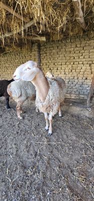 Qochqorlar sotiladi. ARASHAN