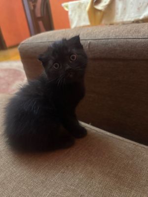 Продаю котенка шотландский веслоухий