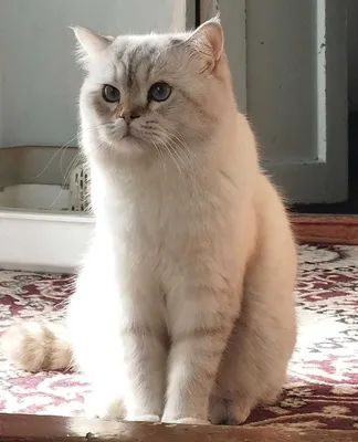 VIYAZKA: Scottish strayt Color Point shinshilla (toza qon)