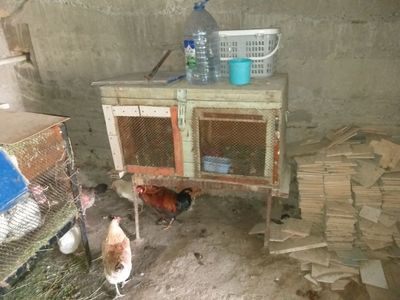 Продаются клетки вольеры для цыплят и кроликов,куён ва жужа кафас.