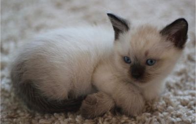 Котенок сиамский, породистый, чистокровный