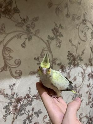 Ruchnoy karela excatda boqilgan
