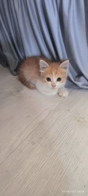 Mushuklar Hadya qilnadi 2ta ona 5ta bolasi