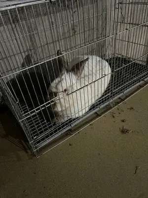 Kaliforniya quyon sotiladi