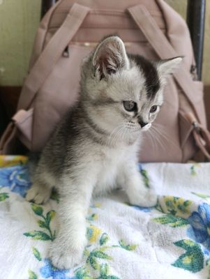 Серебристый шиншилла.Страйт