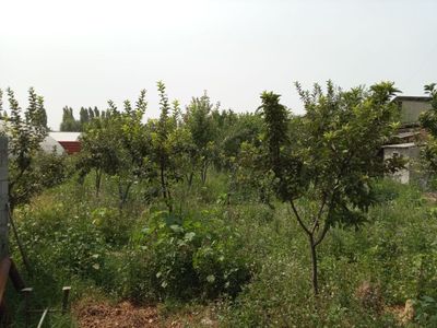 Quruq yer sotiladi yashash uchun