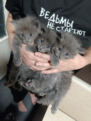 котята британской породы