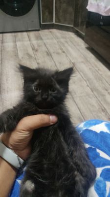 Породистые котята отдам в хорошие руки