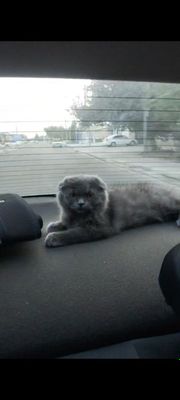 Scottish strayt va Scottish fold mushukchalar