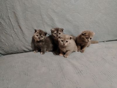 Шотландские котята"скотиш фолд"