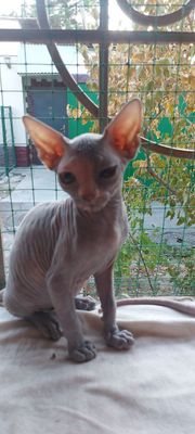 Котята свинкс два месяца