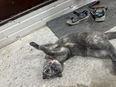 Scottish Fold зоти тоза мушук сотилади