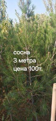 Сосна дарахт сотилвотти